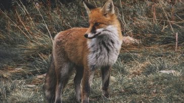 types-of-pet-foxes