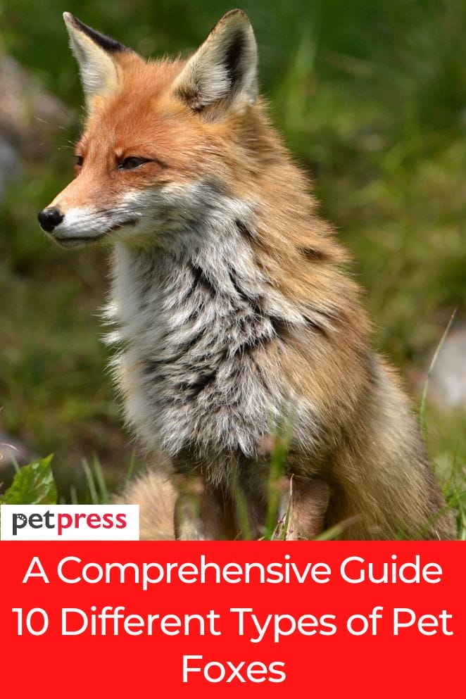 types of pet foxes