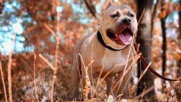 types-pitbull-breed