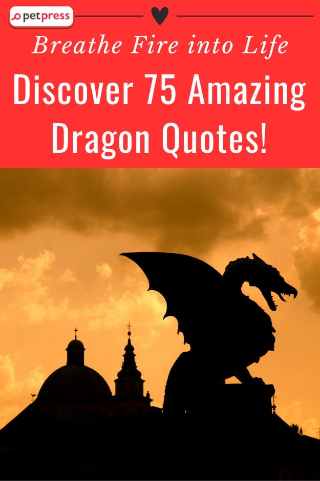 Amazing Dragon Quotes