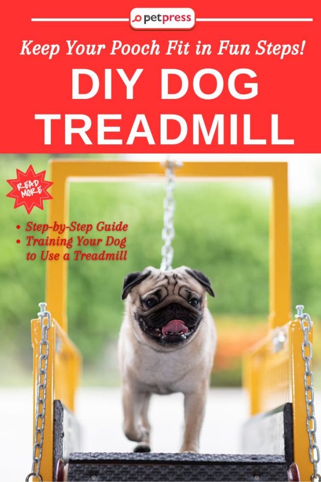 DIY Dog Treadmill