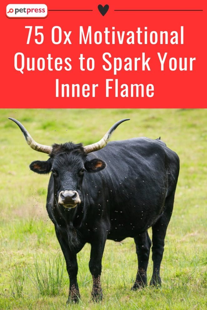 Ox Motivational Quotes to Spark Your Inner Flame