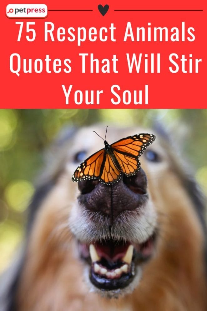 75 Respect Animals Quotes That Will Stir Your Soul - PetPress