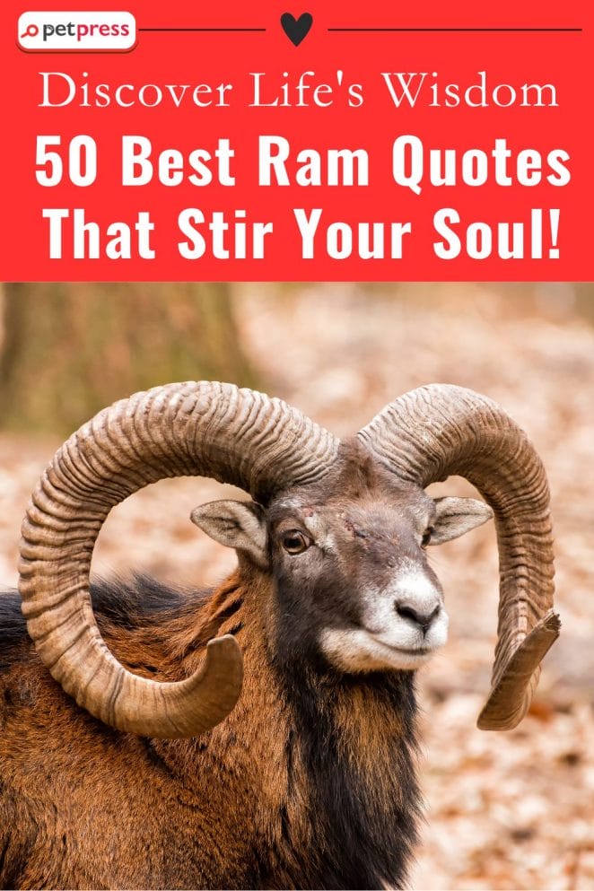 inspiring best ram quotes