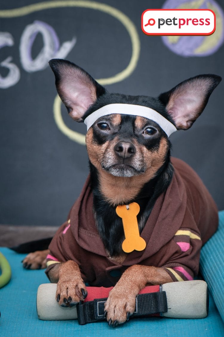 DIY Dog Treadmill Keep Your Pooch Fit in Fun Steps! PetPress