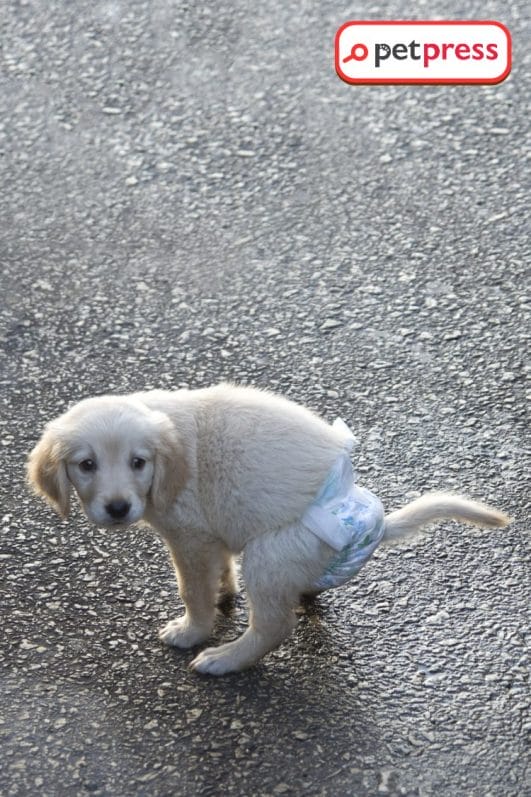 Don't Miss Out The DIY Dog Diaper for Heat Survival Guide! PetPress