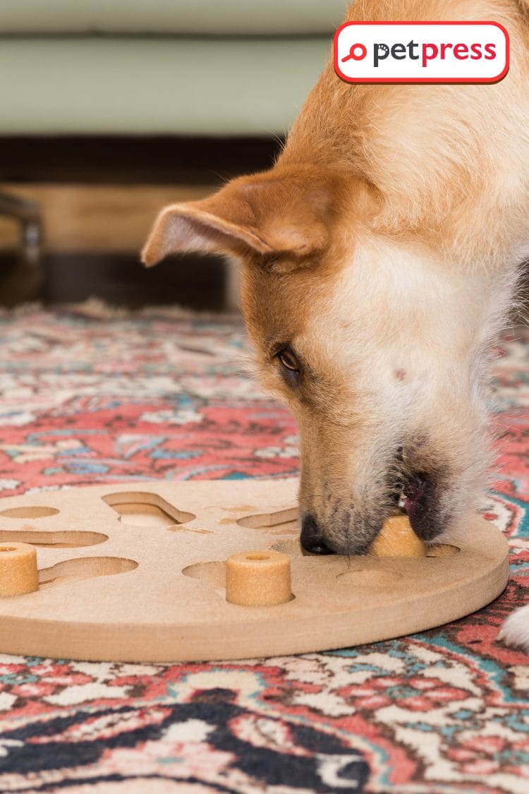 Homemade DIY Dog Puzzles