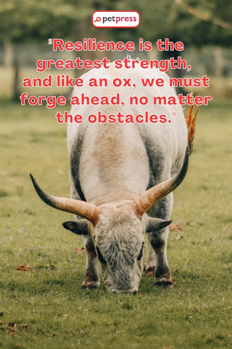 75 Ox Motivational Quotes to Spark Your Inner Flame - PetPress