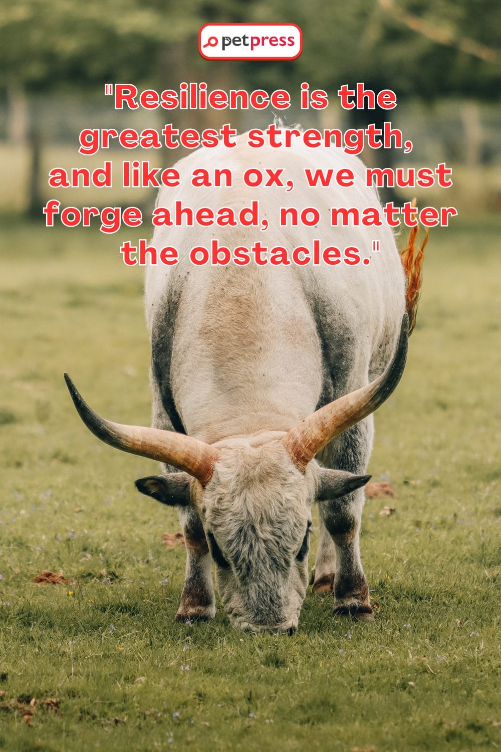 Ox Motivational Quotes to Spark Your Inner Flame