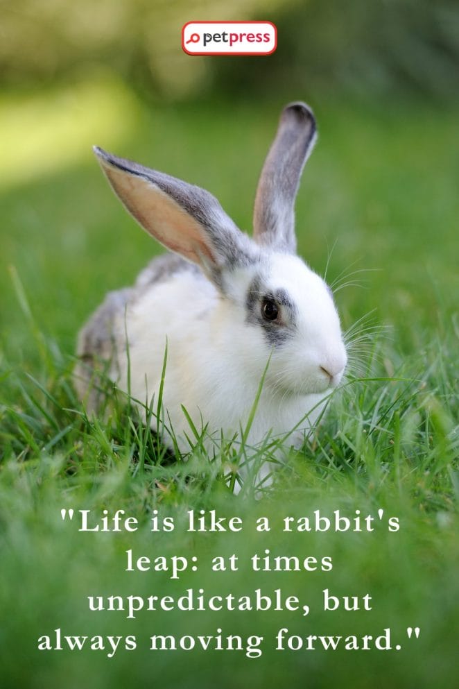 75 Rabbit Inspiring Quotes to Jump-start Your Day - PetPress