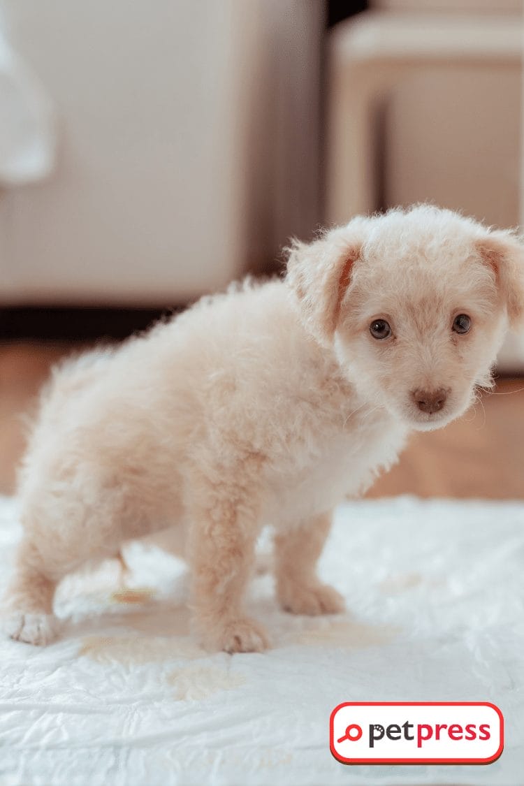 DIY Dog Diaper tshirt