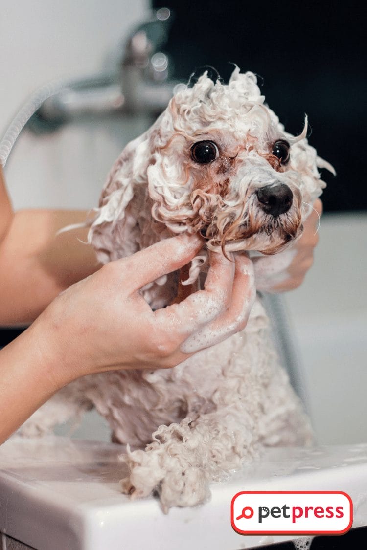Beat the Bite Make Your Own DIY Dog Shampoo for Fleas PetPress