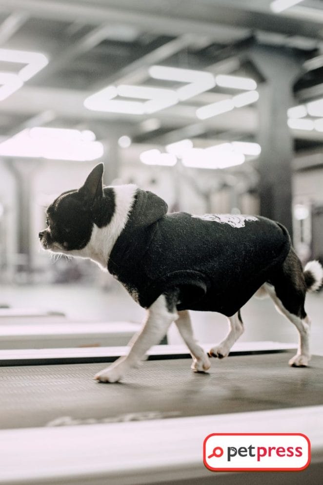 DIY Dog Treadmill