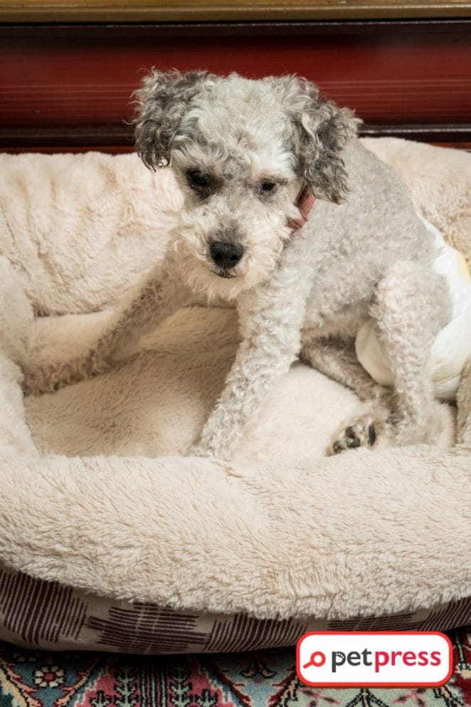 Don't Miss Out: The DIY Dog Diaper for Heat Survival Guide