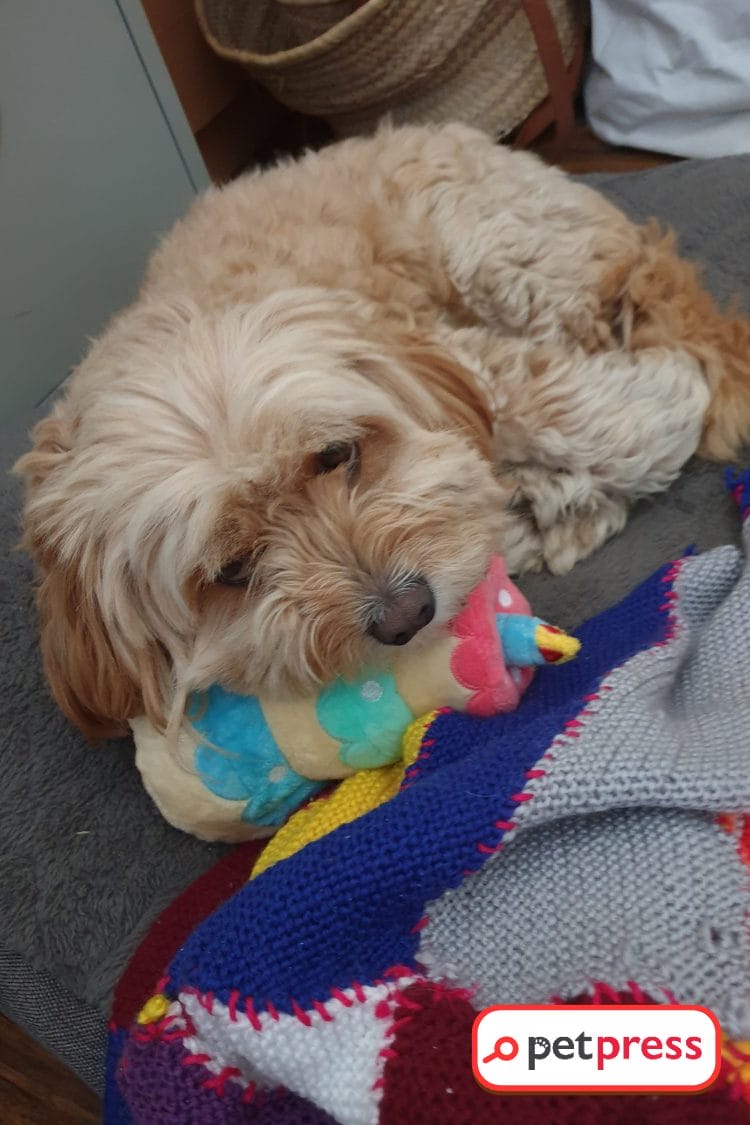 Create Irresistible Homemade DIY Dog Puzzles Follow Our Guide! PetPress