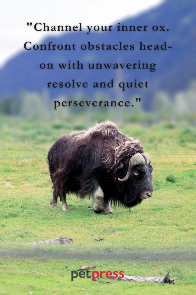 Ox Motivational Quotes to Spark Your Inner Flame