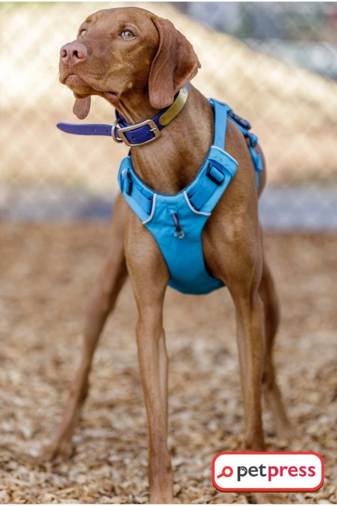 DIY Dog harness rope