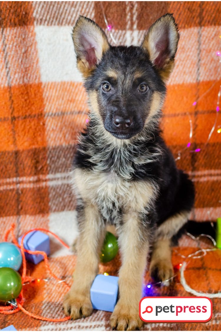 Homemade DIY Dog Puzzles