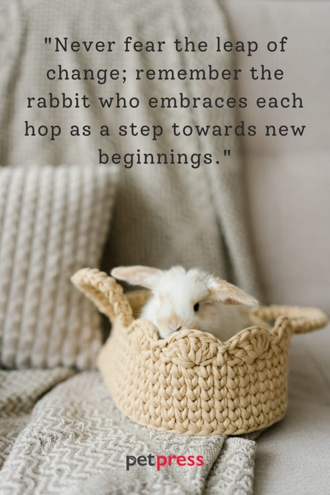 rabbit inspiring quotes