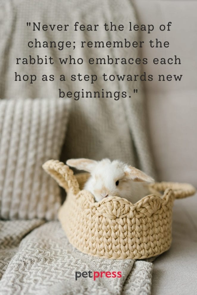 75 Rabbit Inspiring Quotes to Jump-start Your Day - PetPress