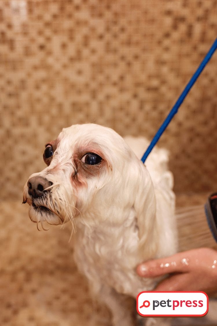 Beat the Bite Make Your Own DIY Dog Shampoo for Fleas PetPress