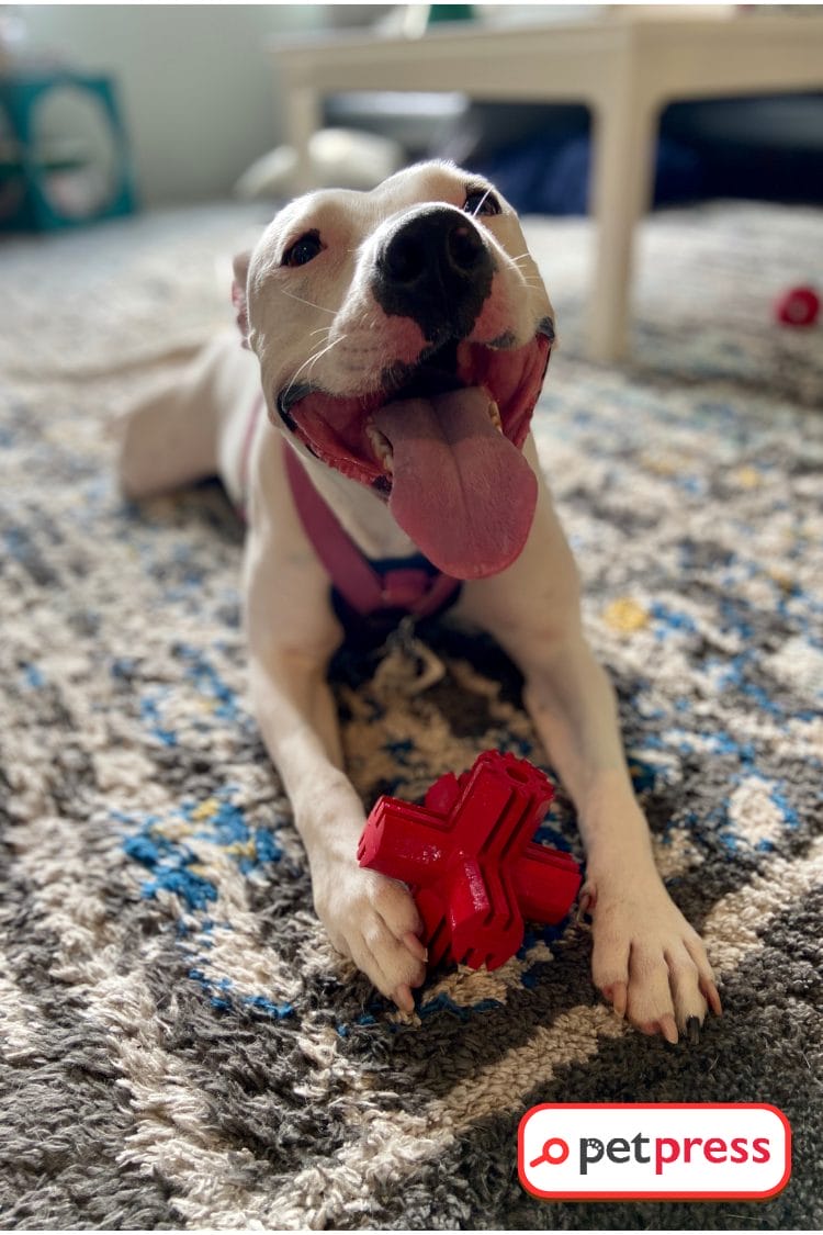 Homemade DIY Dog Puzzles