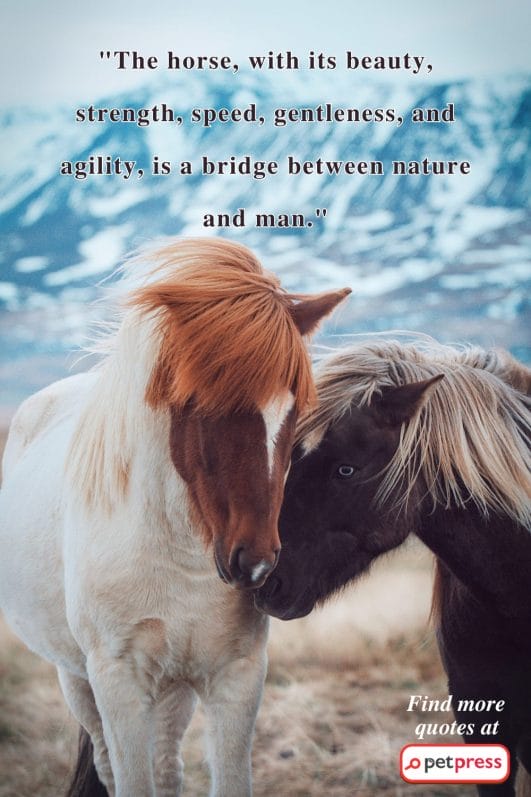 50 Inspiring Horse Quotes to Find Your Inner Stallion - PetPress