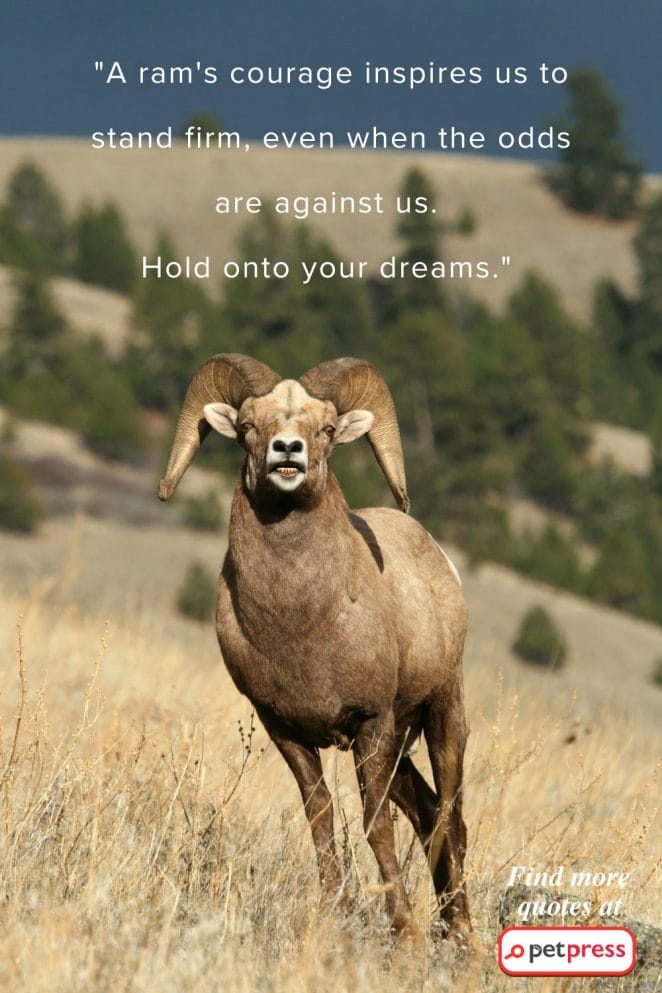 Discover Life's Wisdom: The Best Ram Quotes That Stir Your Soul! - PetPress