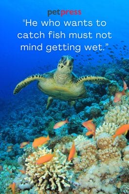 Catch The Best: 75 Must-read Fish In The Sea Quotes - Petpress