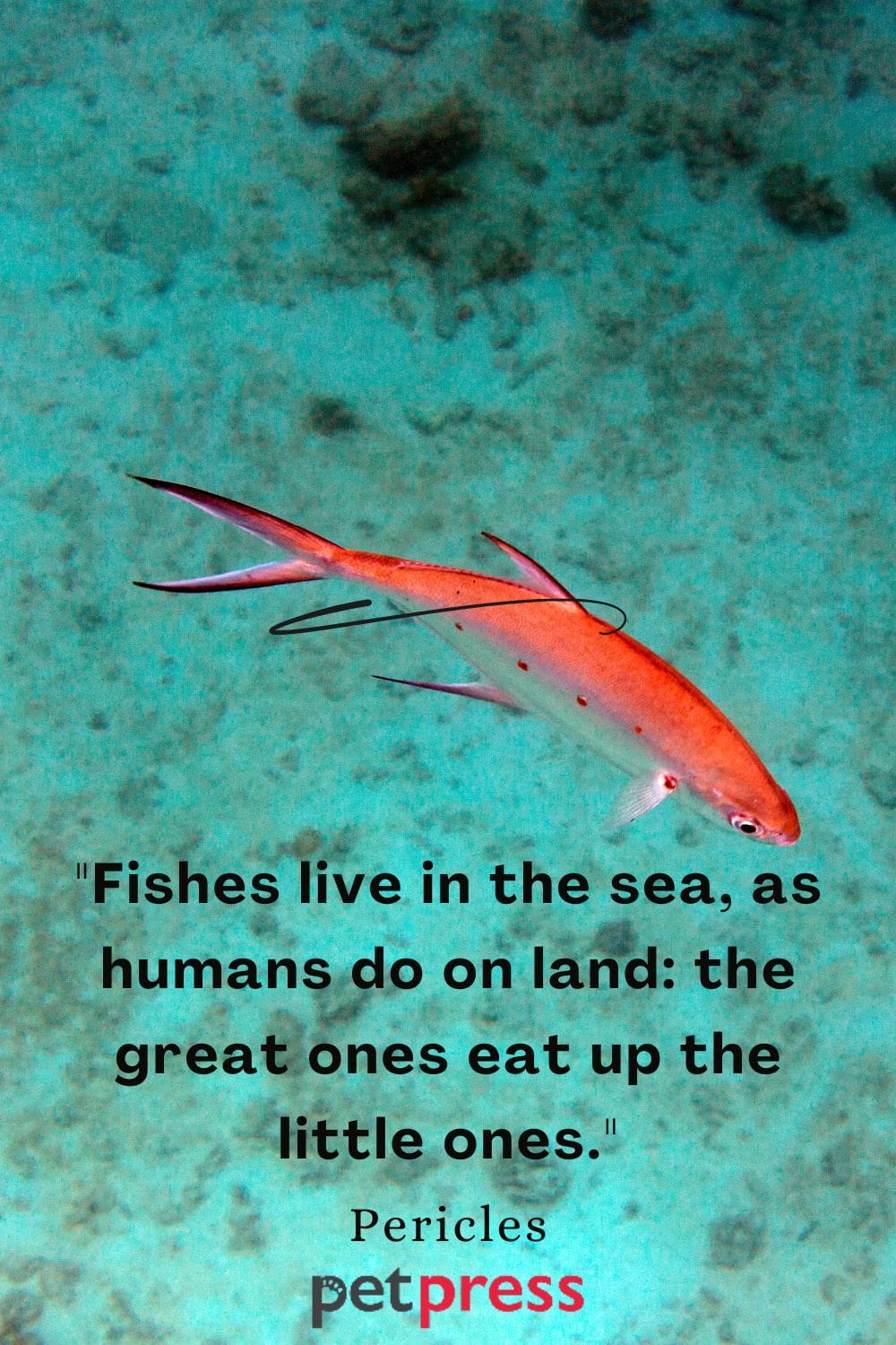 Fish in the Sea Quotes