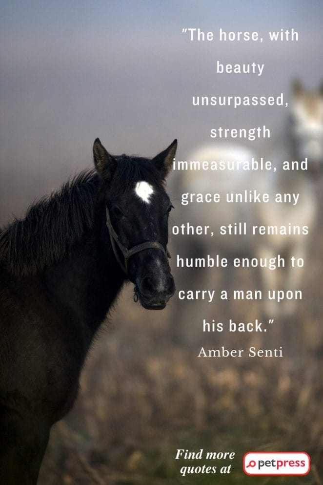 Inspiring Horse Quotes