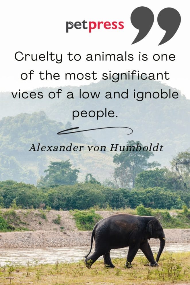 Respect Animals Quotes
