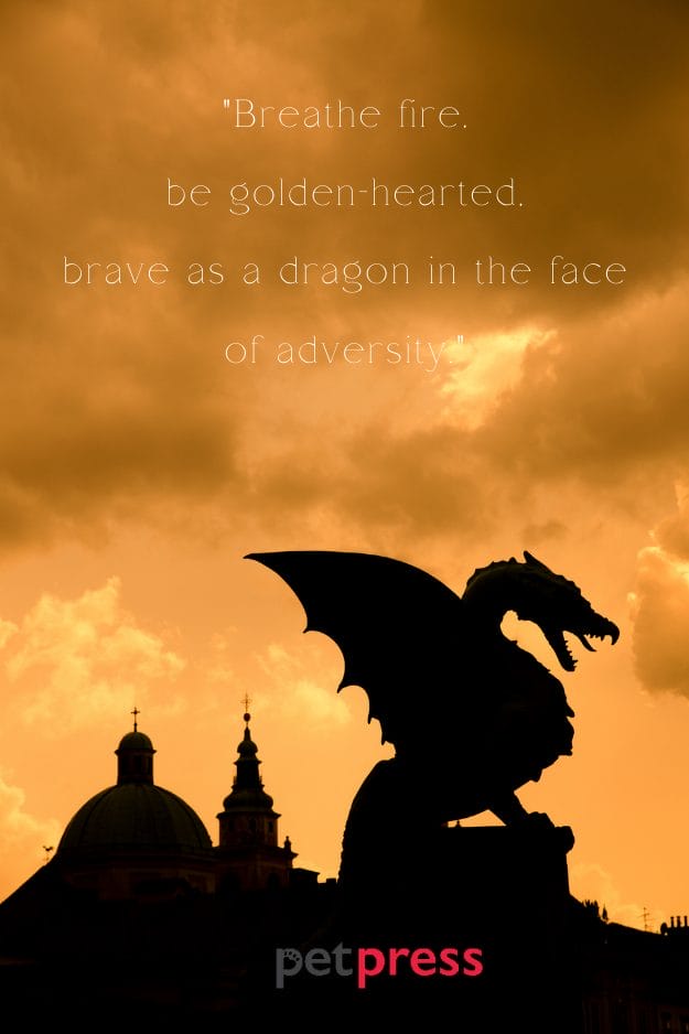 Amazing Dragon Quotes
