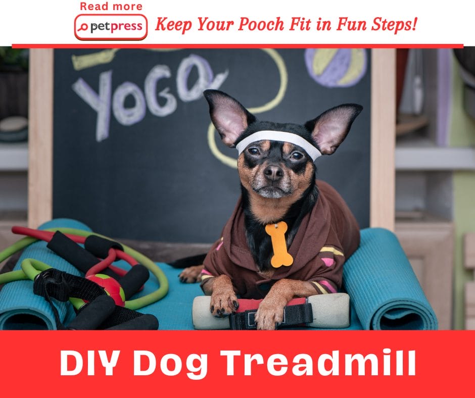 DIY Dog Treadmill Keep Your Pooch Fit in Fun Steps! PetPress