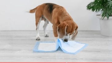 DIY Dog Diaper tshirt
