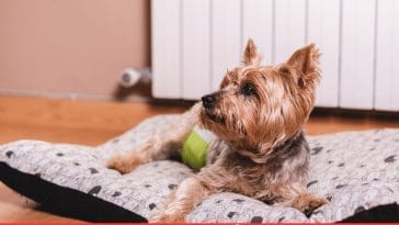 DIY Dog Diaper with Sock