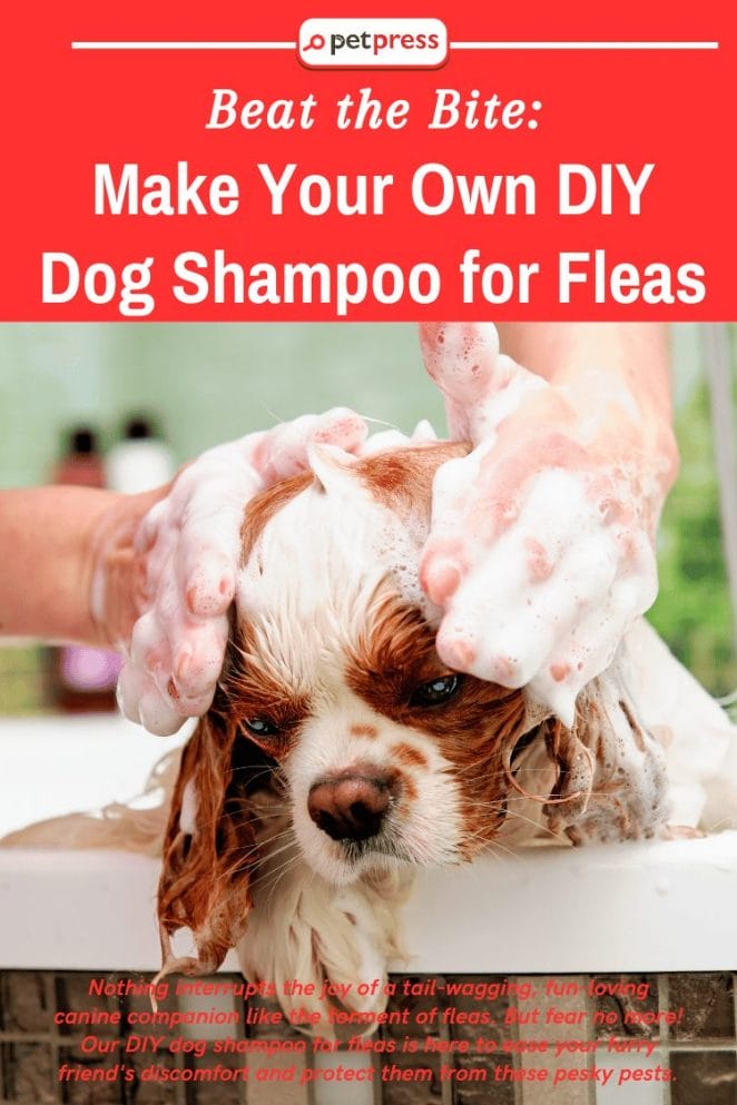 DIY Dog Shampoo for Fleas