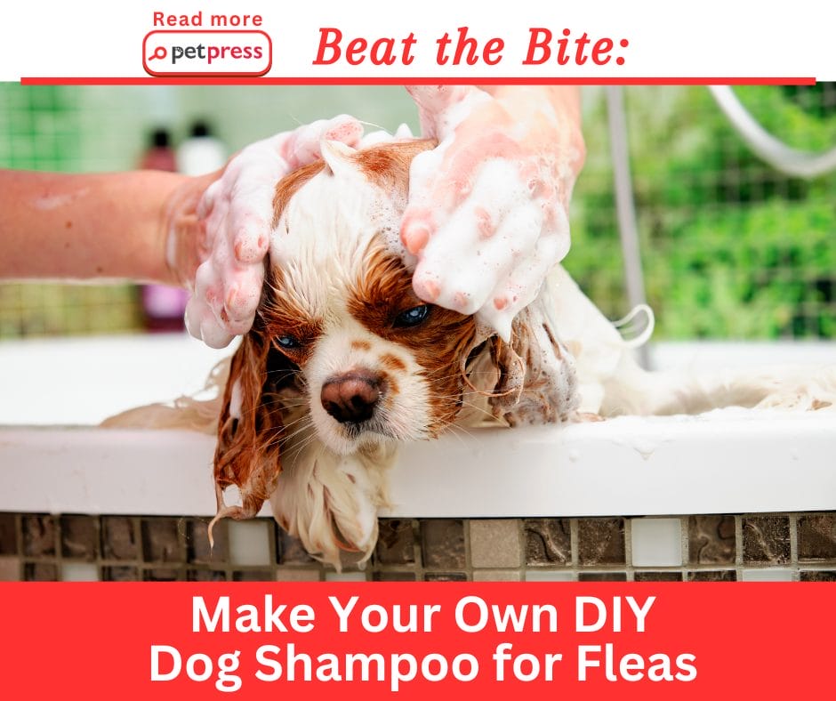 Beat the Bite Make Your Own DIY Dog Shampoo for Fleas PetPress