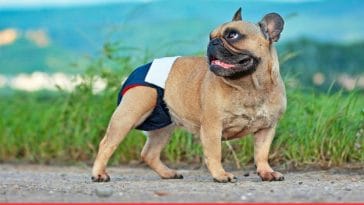 DIY Dog diaper for heat