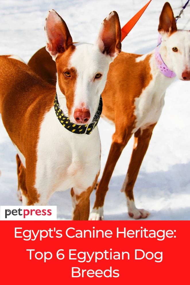 Egypt's Canine Heritage Top 6 Egyptian Dog Breeds