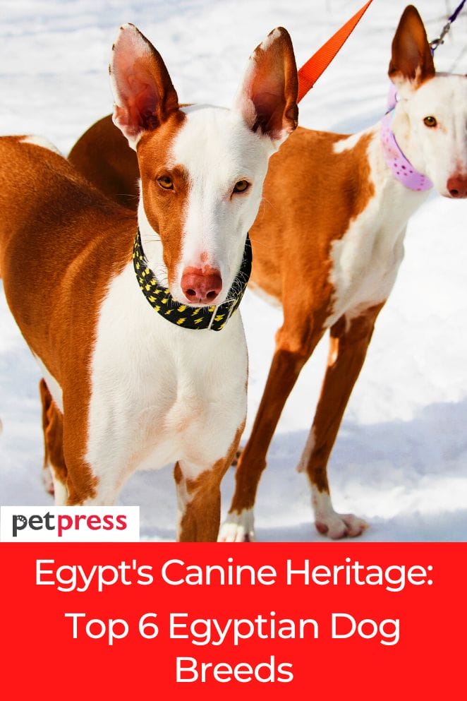 Egyptian Dog Breeds