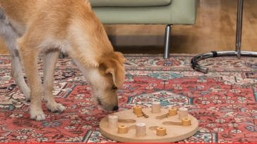 Homemade DIY Dog Puzzles