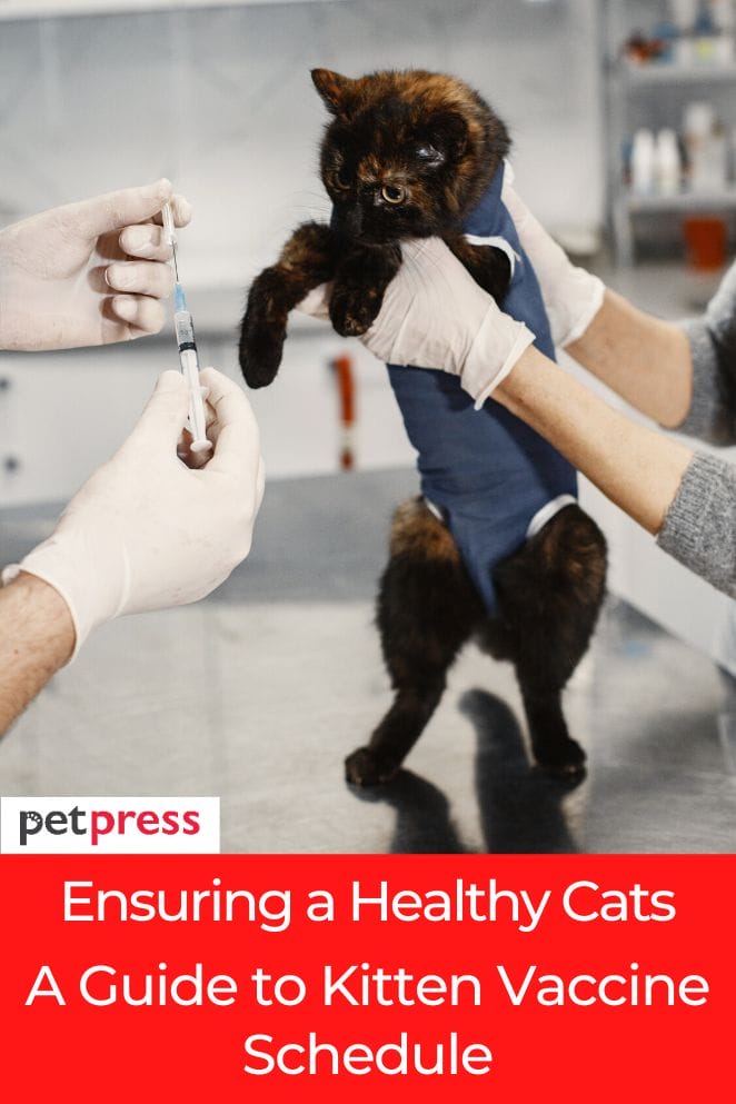 Ensuring a Healthy Cat A Guide to Kitten Vaccine Schedule
