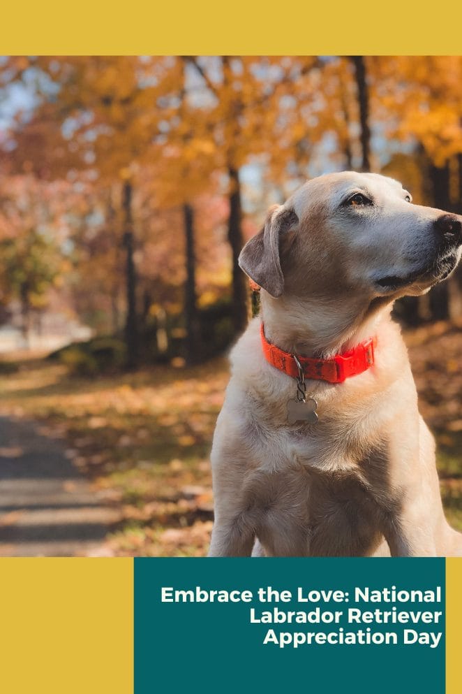 National Labrador Retriever Day