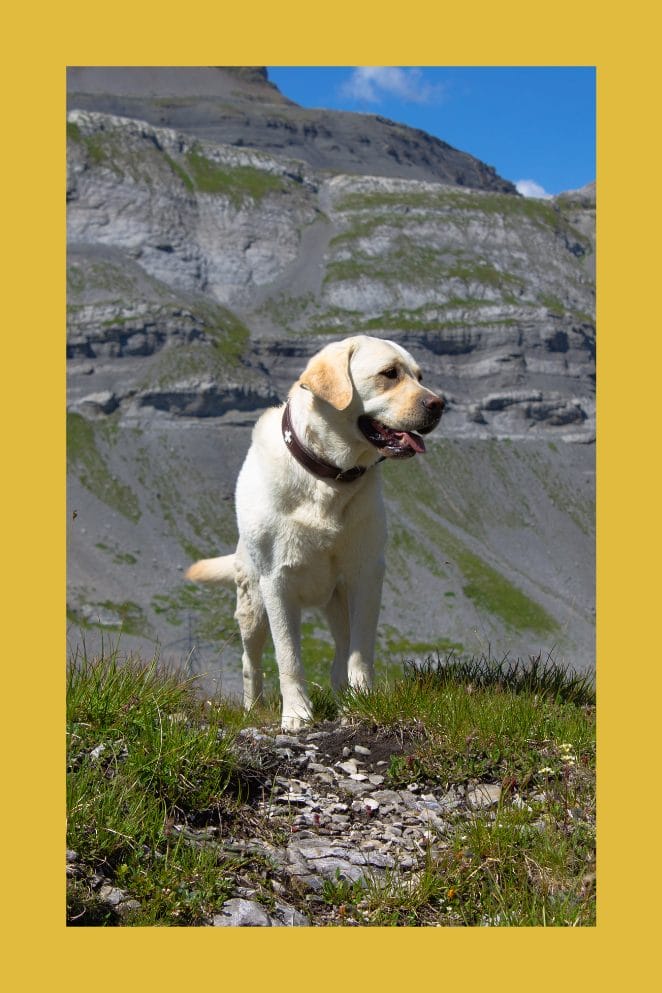 National Labrador Retriever Day