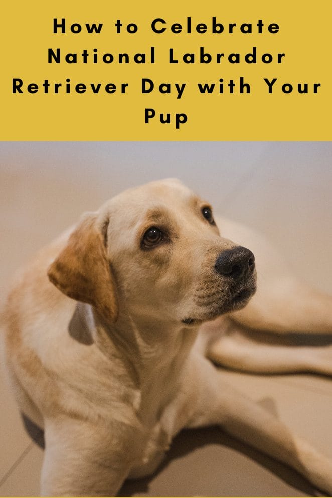 Embrace the Love National Labrador Retriever Appreciation Day PetPress