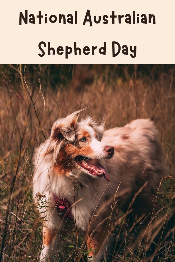 National Australian Shepherd Day