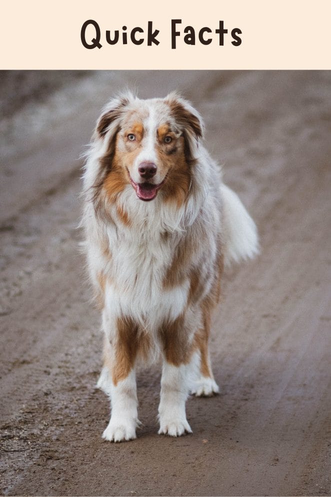 National Australian Shepherd Day