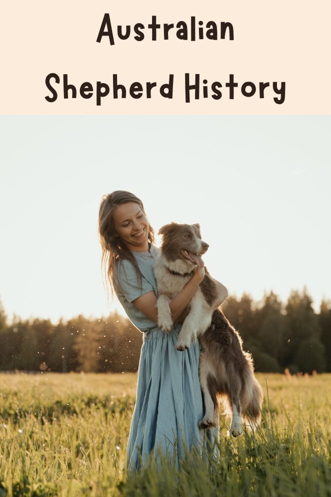 Australian Shepherd History