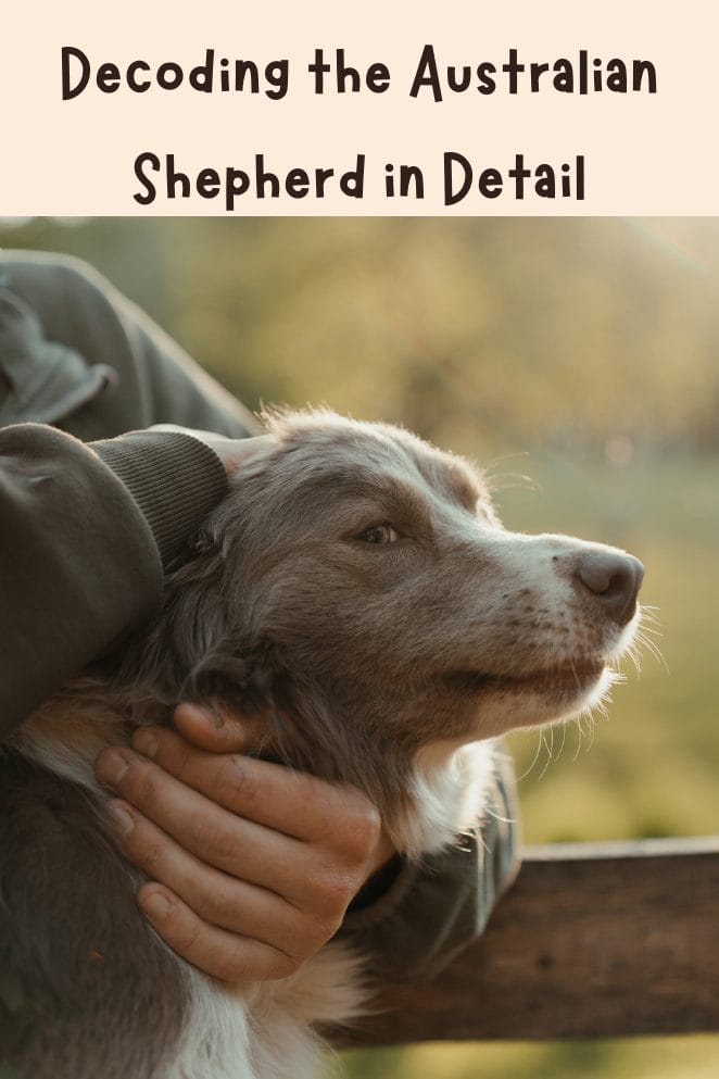 National Australian Shepherd Day